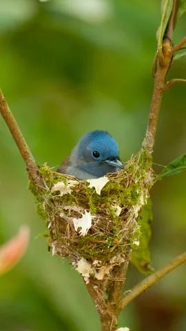 Petit oiseau, grand g&eacute;nie