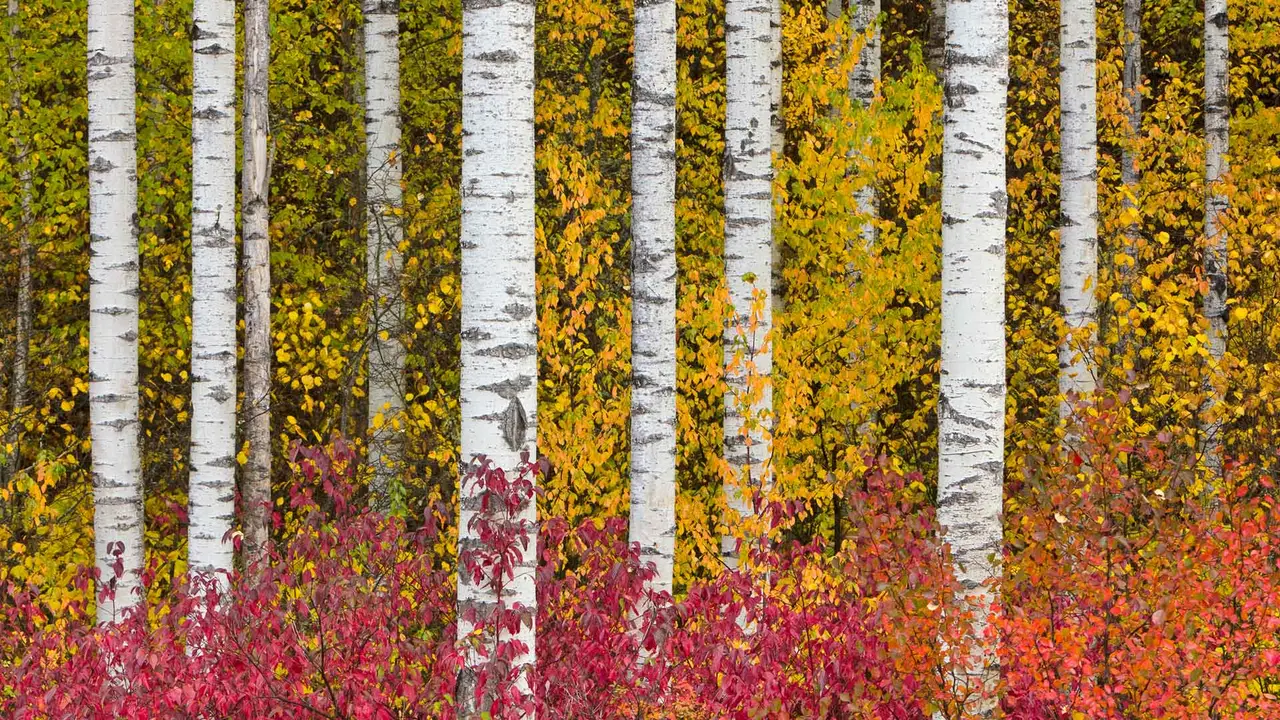 Fall's flaming colours