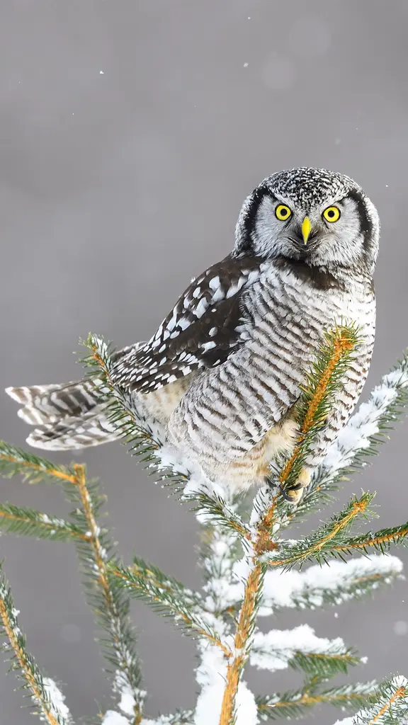 'Hoo' said that?