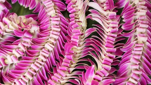 'May Day is Lei Day in Hawaii Nei'