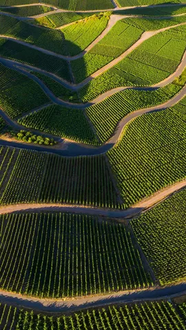 'Riesling' to perfection