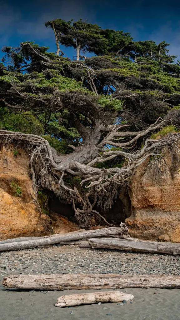 今日はアーバーデー