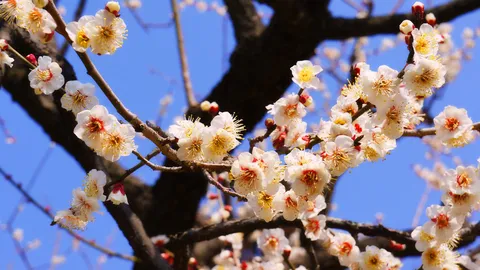 今日から水戸の梅まつり
