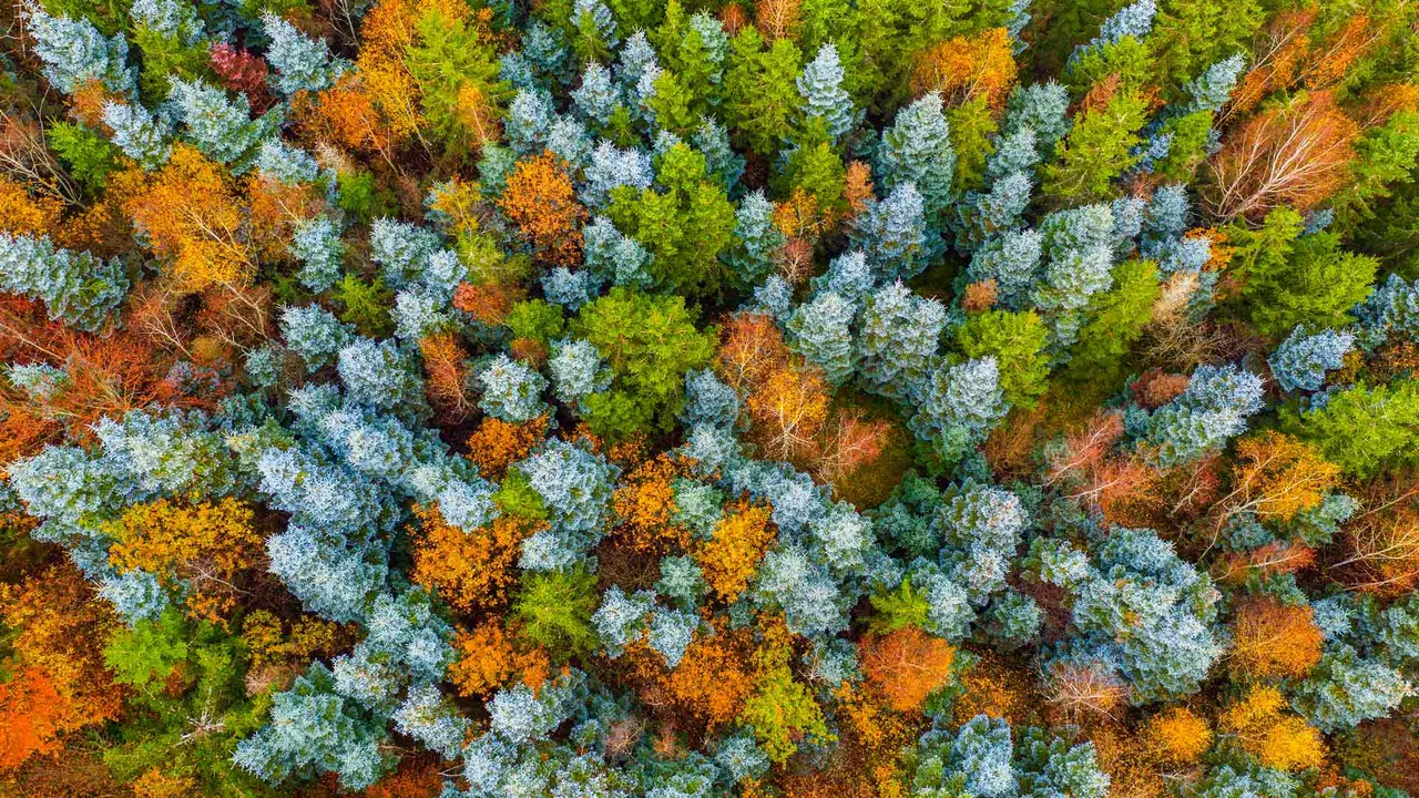 Vor lauter B&auml;umen den Wald nicht mehr sehen?