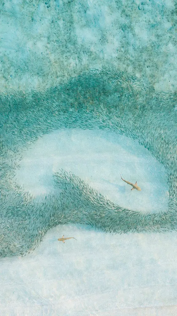 Un branco di squali a caccia