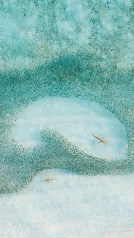 Un branco di squali a caccia