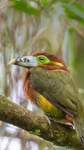 巴西大自然中的异域之美
