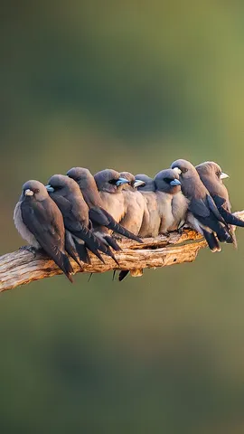 Acurrucados para el cotilleo