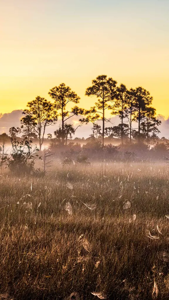 Dawn breaks on the wild side