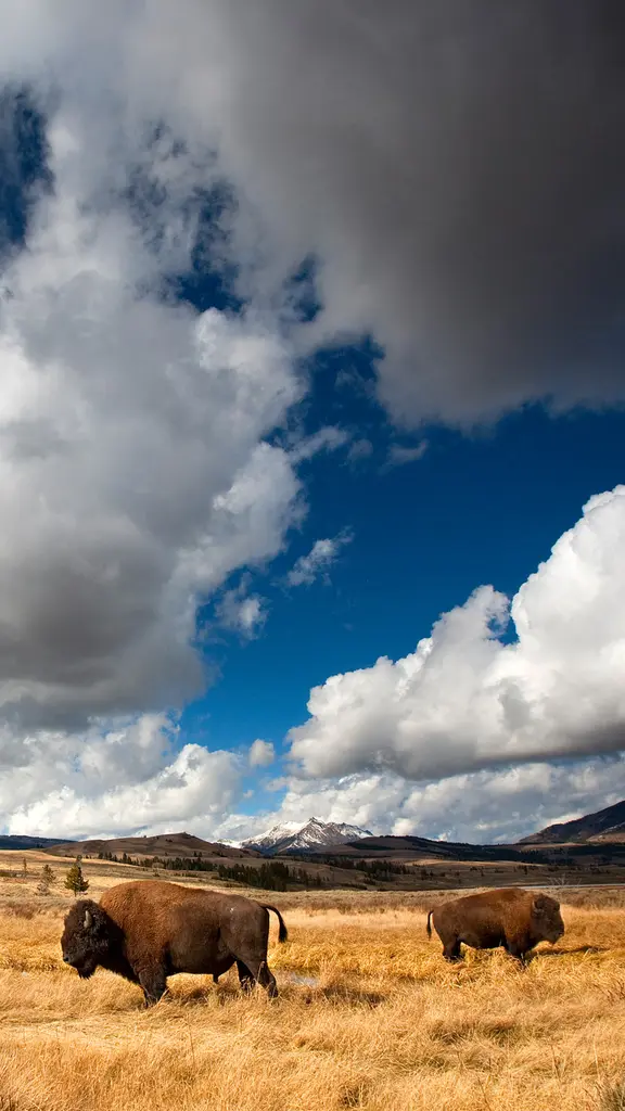 De casi extinto a s&iacute;mbolo americano