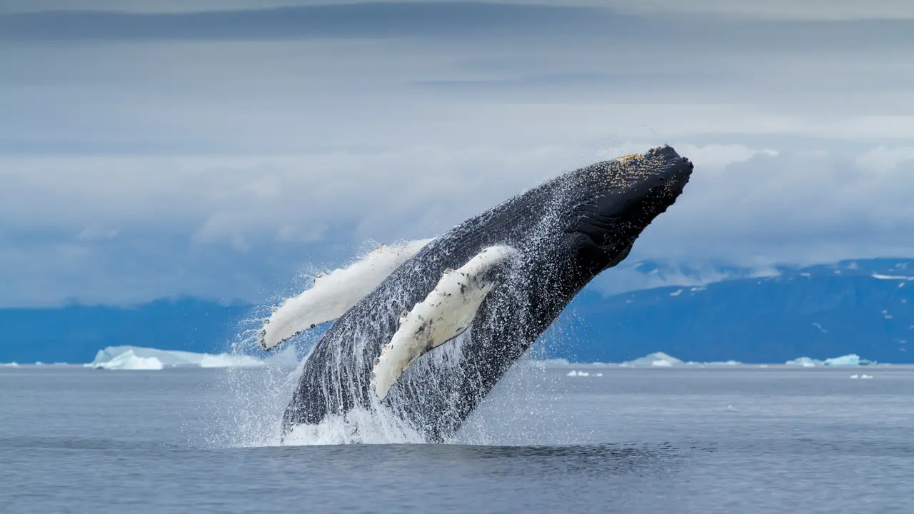 Whale hello there