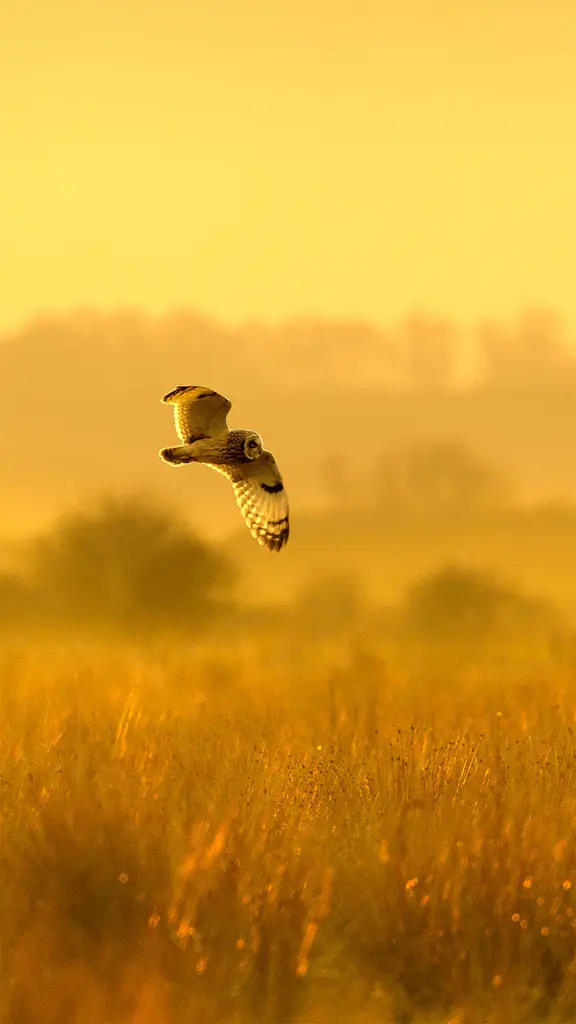 正在狩猎的短耳鸮，英格兰林肯郡