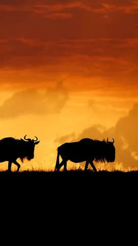 动物王国大迁徙