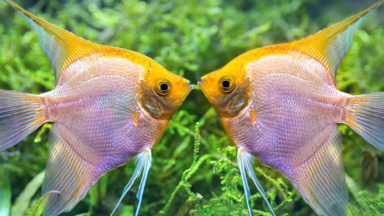 Sintonia l&iacute;quida