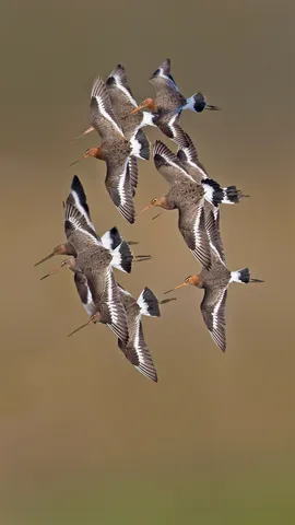 黑尾塍鹬，荷兰
