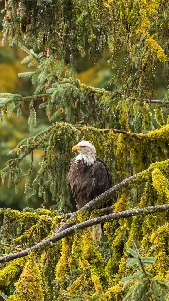 Majestic lord of the skies