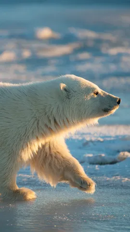 Life on thinning ice