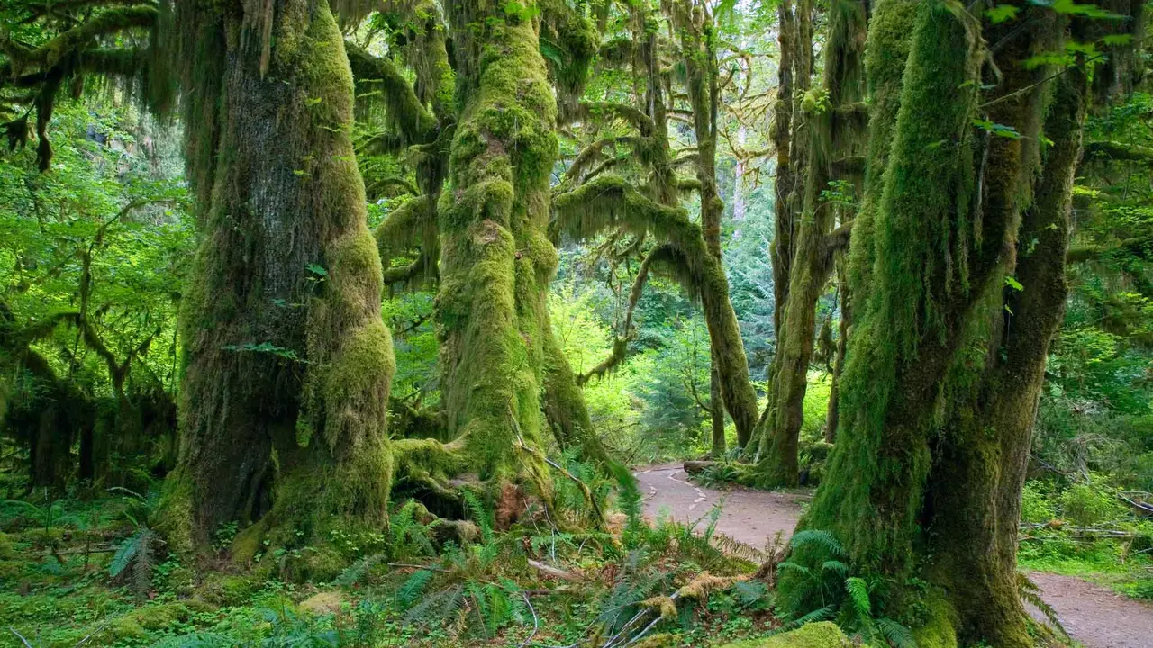 Um tipo &uacute;nico de floresta tropical