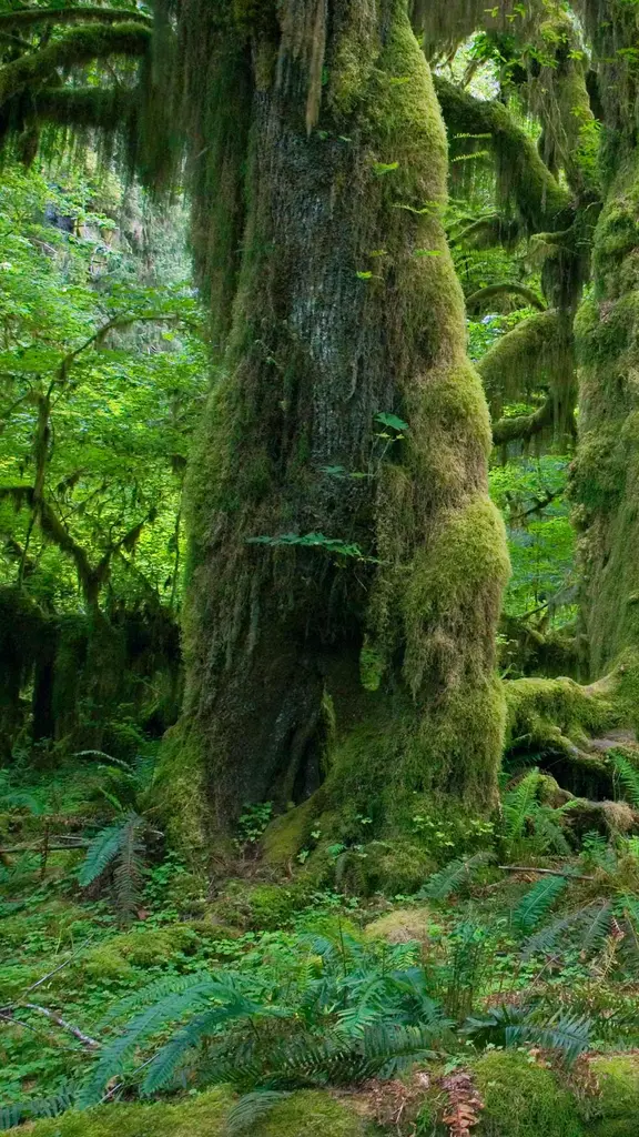 Um tipo &uacute;nico de floresta tropical