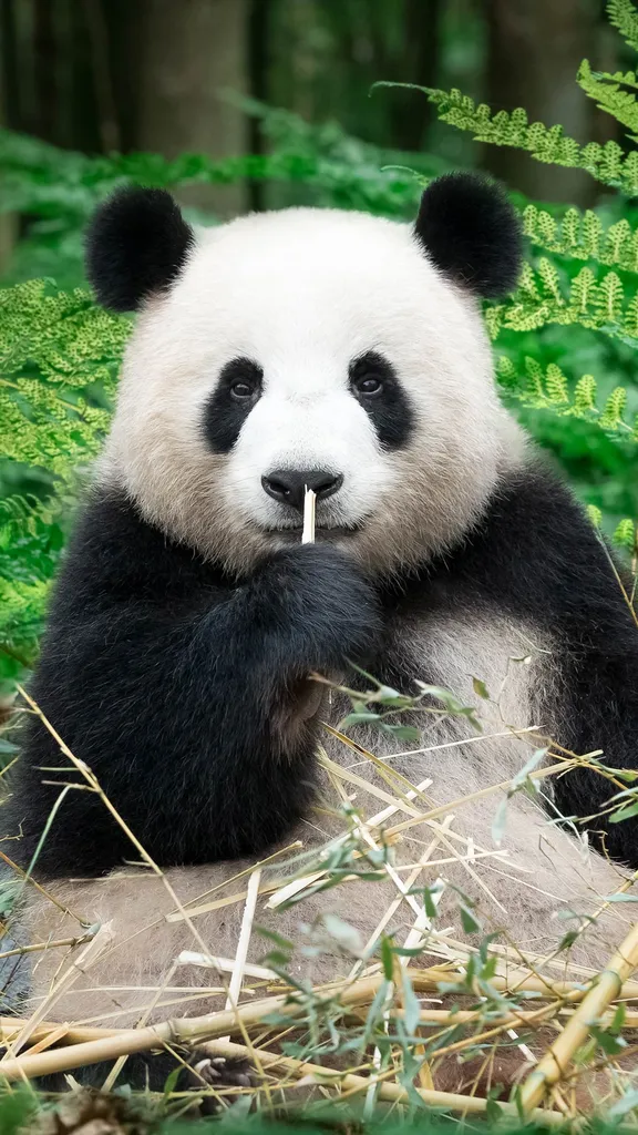 Nel Pandaverso