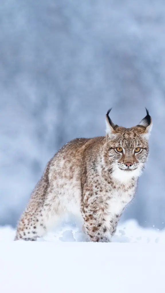 A whiskered wanderer