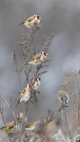 色彩斑斓的访客