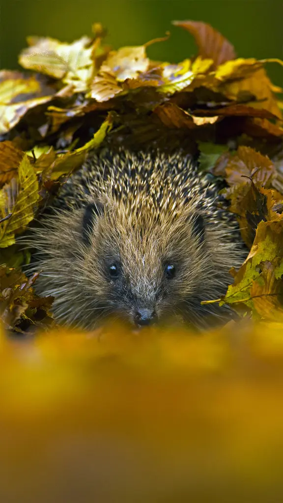 可以观赏，请勿触碰