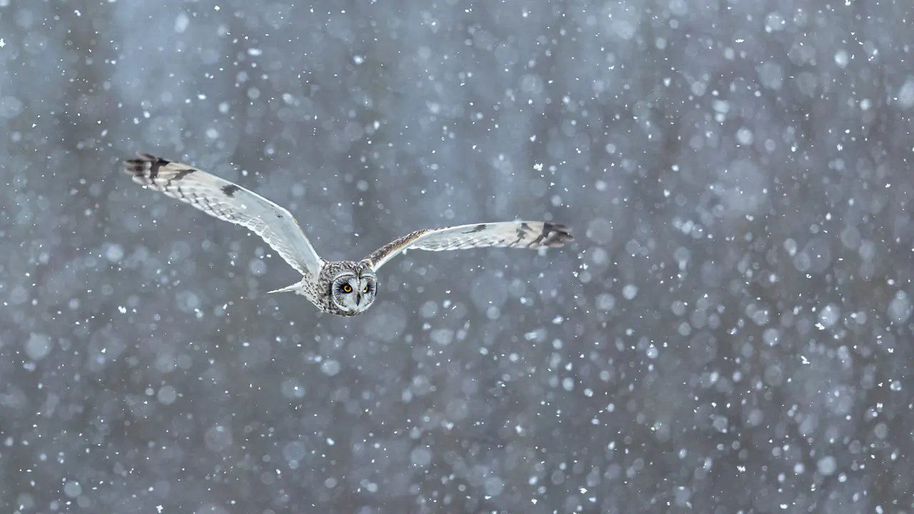 Snow-way you'll miss it