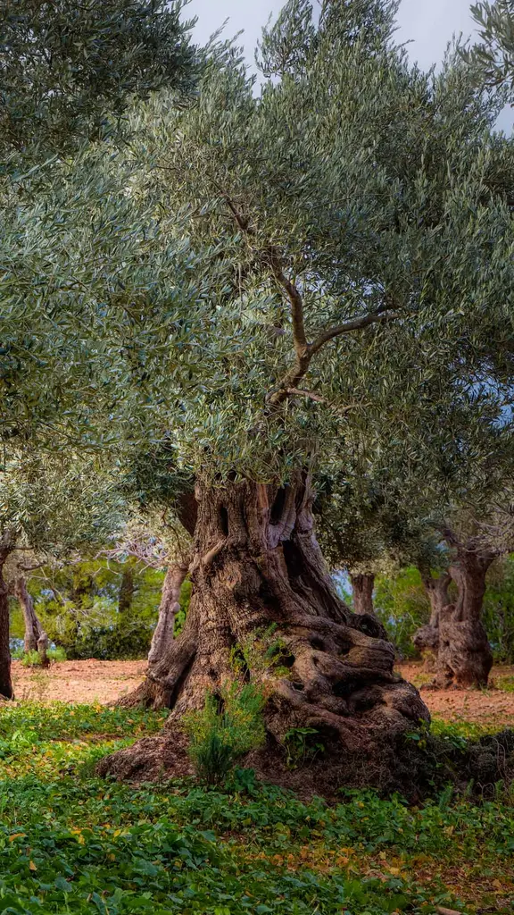 Impanate o sott&rsquo;olio?