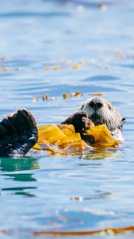 昆布を巻き付けて休むラッコ