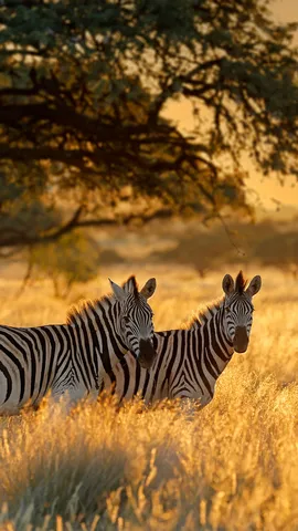 A dan&ccedil;a das listras