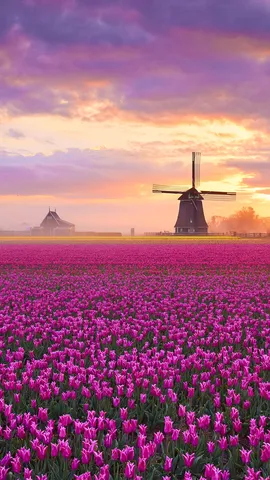 Tulips, Netherlands