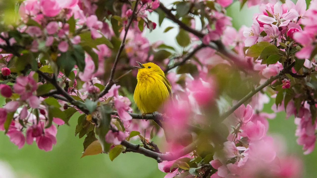 Bright feathers, sweet songs