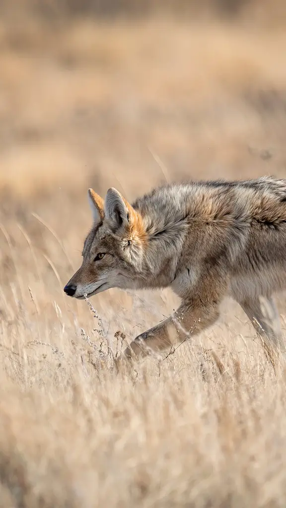 天气热得让人想嗷嗷叫！