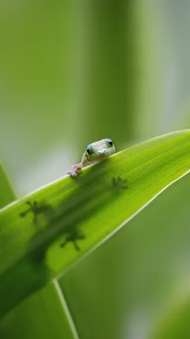 躲猫猫，我看见你了!