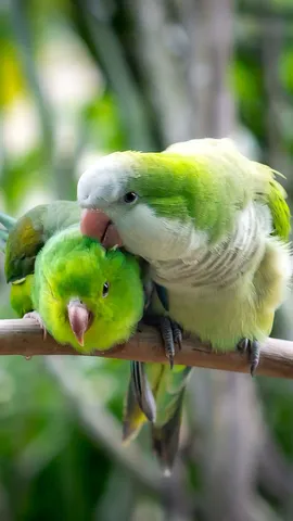 Eu sei que vou te amaaaaar