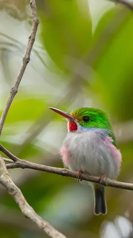 Can you answer the call?