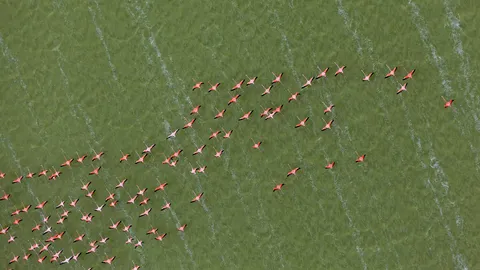 Flamboyance in flight