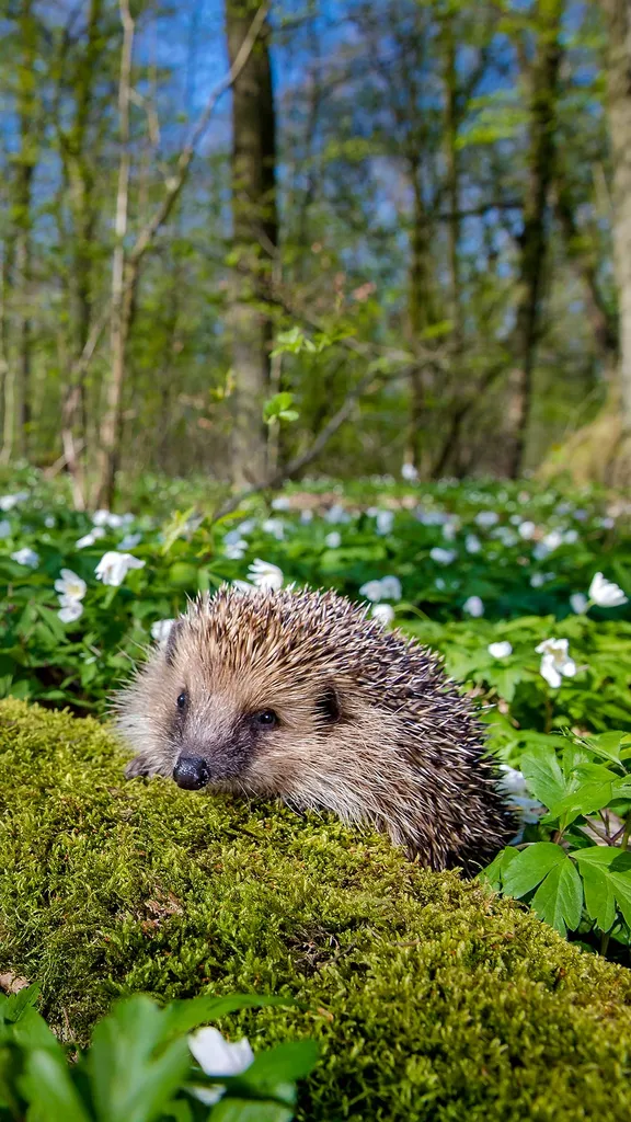 European hedgehog, France