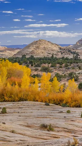 Une touche d'or automnal