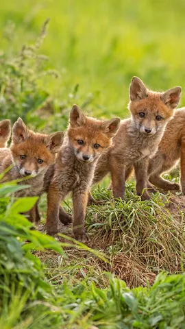 Red fox cubs near their den