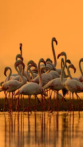 大型火烈鸟迁徙到淡水区，印度