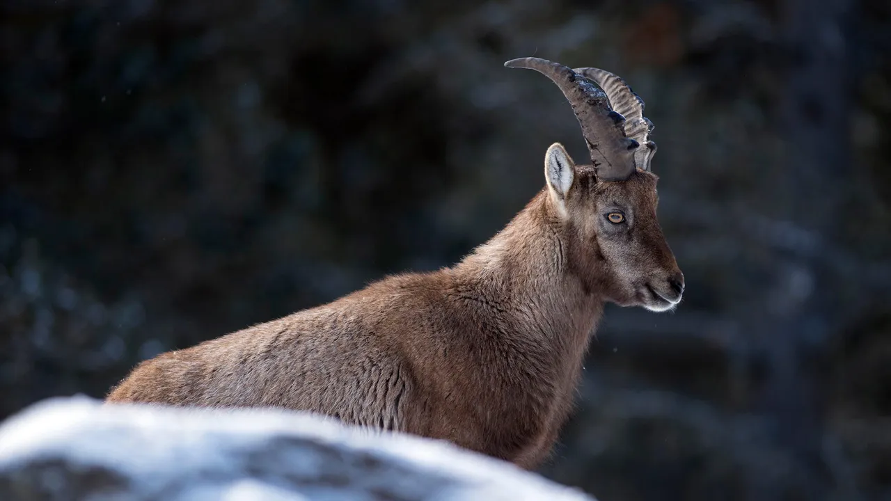 Majest&eacute; alpine