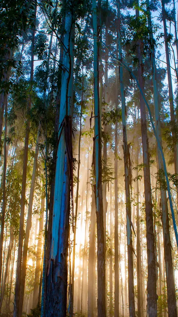 Eucalyptus forest, Urubici, Santa Catarina, Brazil