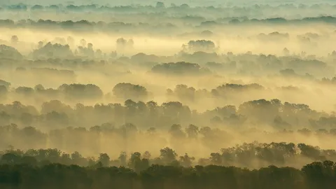 Letea Forest, Danube Delta, Romania