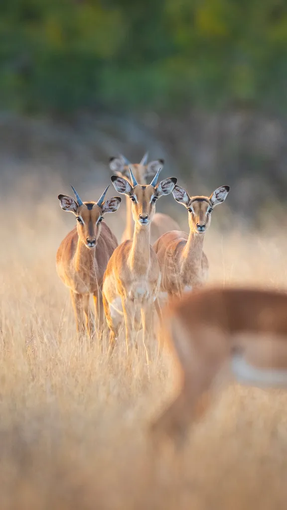 Manada em alerta m&aacute;ximo