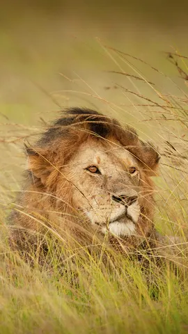 丛林之王？还真不是