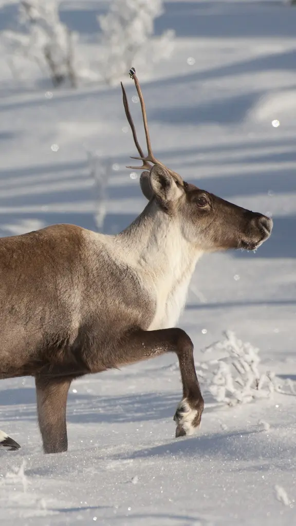 Kalte F&uuml;&szlig;e an Weihnachten?