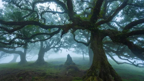 Ancient til trees in Fanal Forest, island of Madeira, Portugal