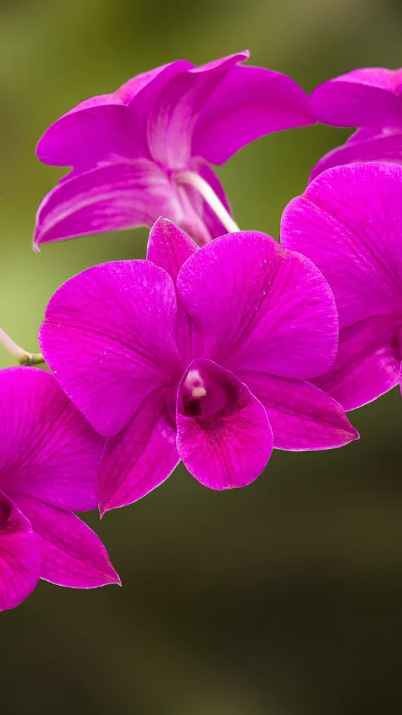 A ci&ecirc;ncia em flor